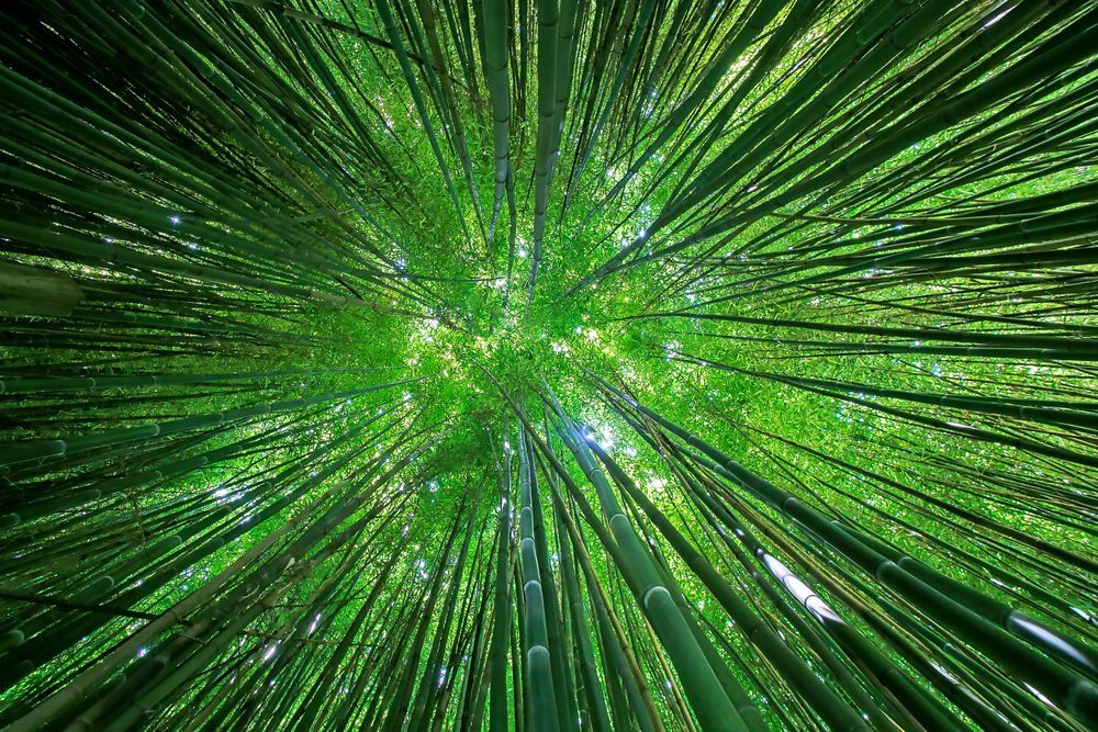 Trees