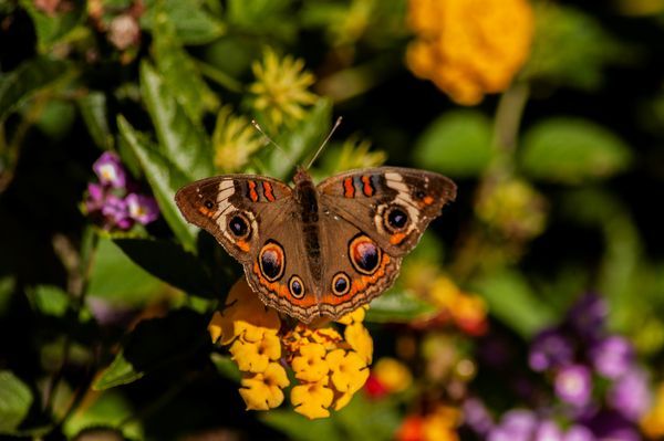 Insects