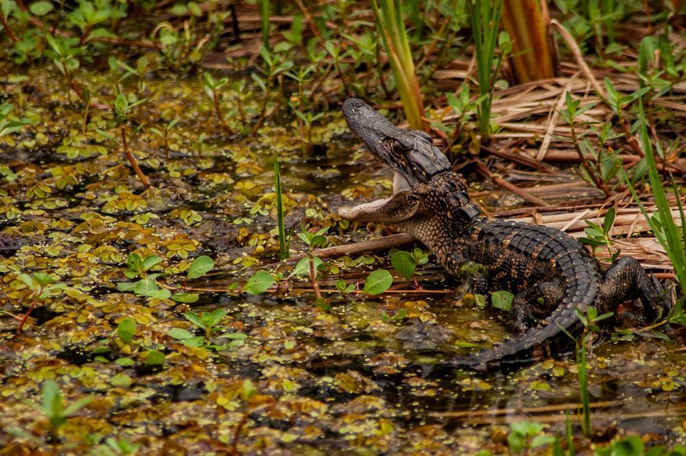 Reptiles