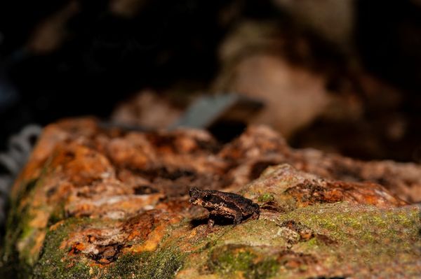 Reptiles