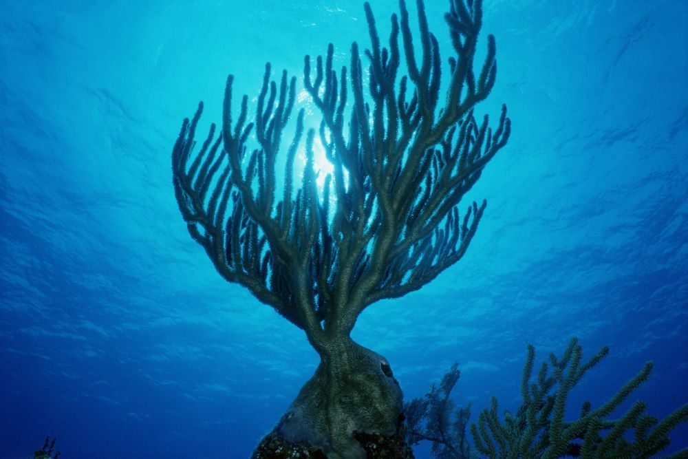 Underwater