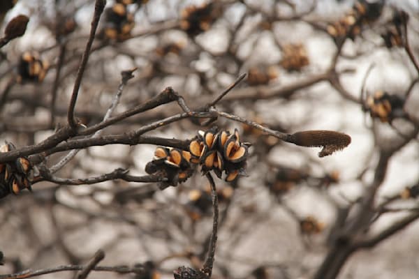 Burnt Banksia Seed pod