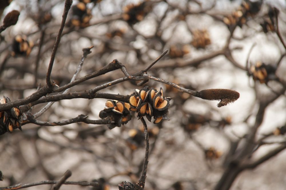 Burnt Banksia Seed Pod Photography Art | Images by Simon