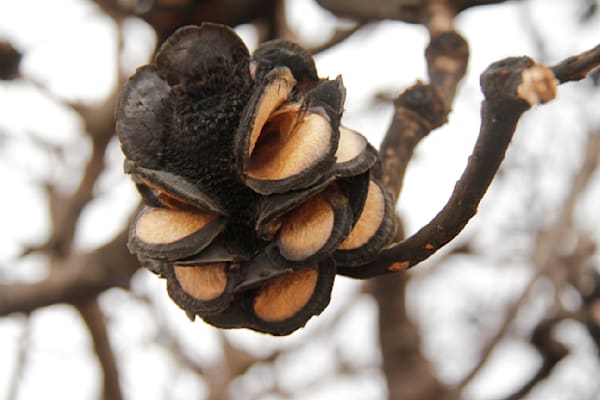Banksia Seed Pod