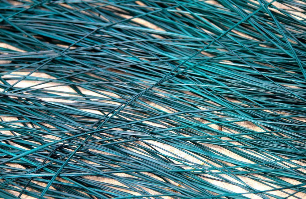 Coloured Cane Photography Art | Images by Simon