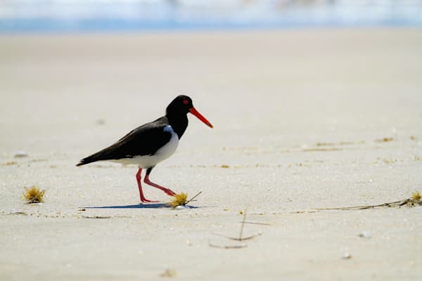 Australian Pied Oystercatcher