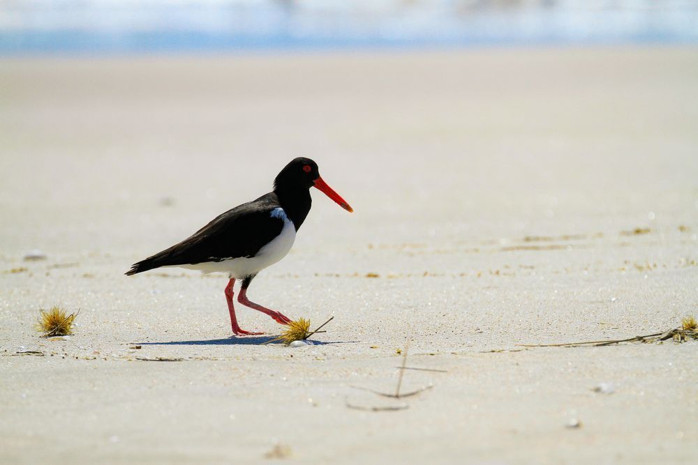 Australian Pied Oystercatcher Photography Art | Images by Simon