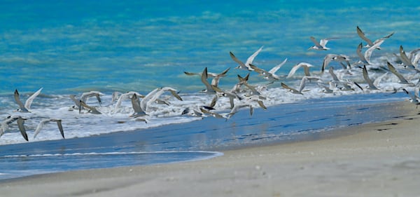 Airborne Terns