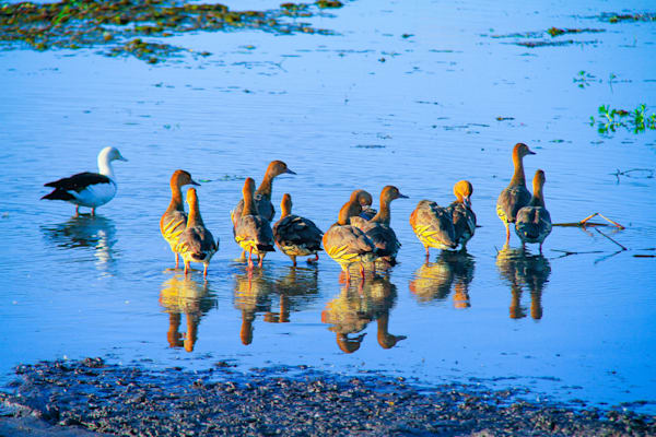 Fulvous Whistling Duck
