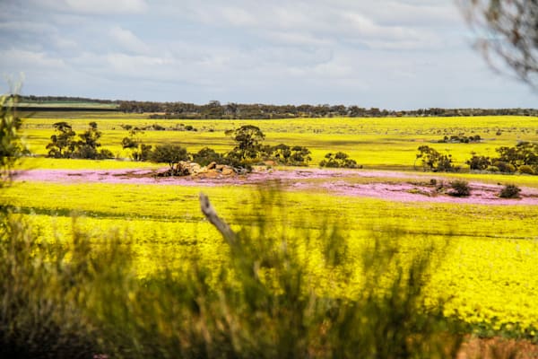 Farmland Wildflowers