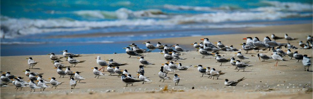 Greater Crested Terns Photography Art | Images by Simon