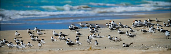 Greater Crested Terns