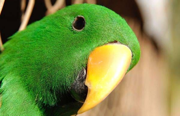 Hello - Eclectus parrot