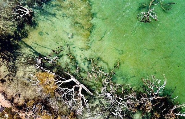 Hiding Stingrays - Herald Bight