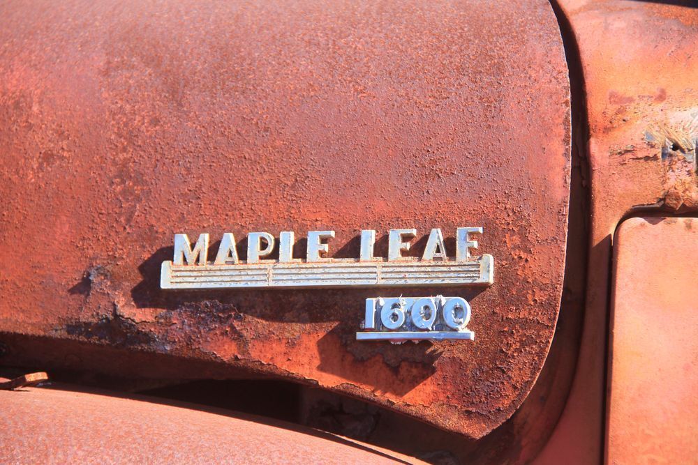 Maple Leaf 1600 Photography Art | Images by Simon