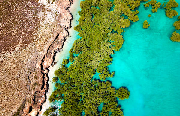 Mangroves - Cape Keraudren