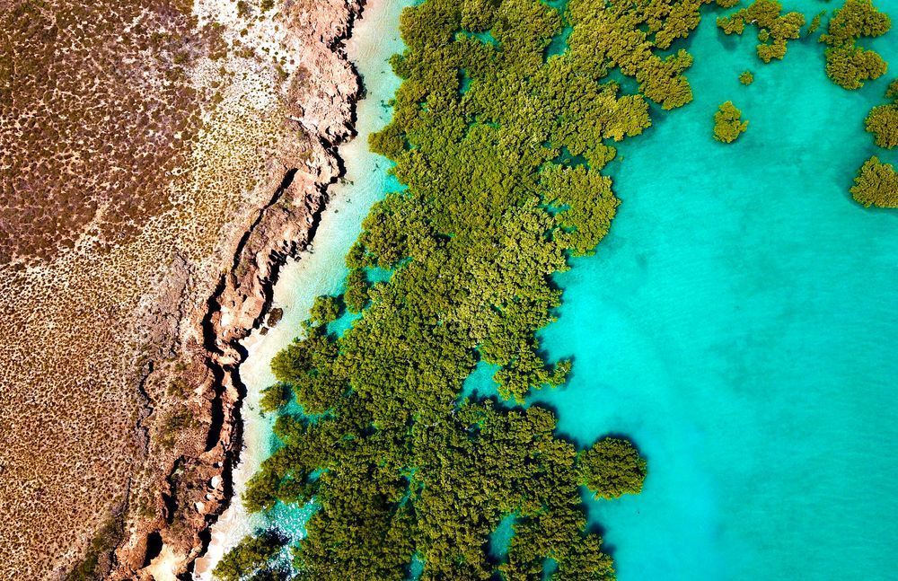 Mangroves   Cape Keraudren Photography Art | Images by Simon