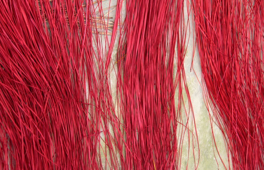Red Cane Photography Art | Images by Simon
