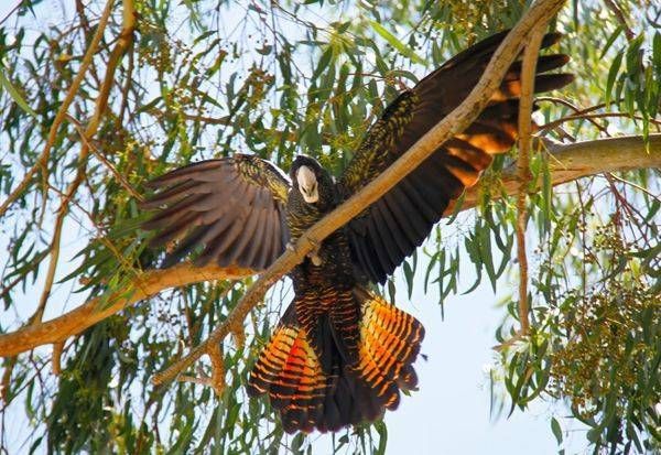 Red-tailed Black Cockatoo
