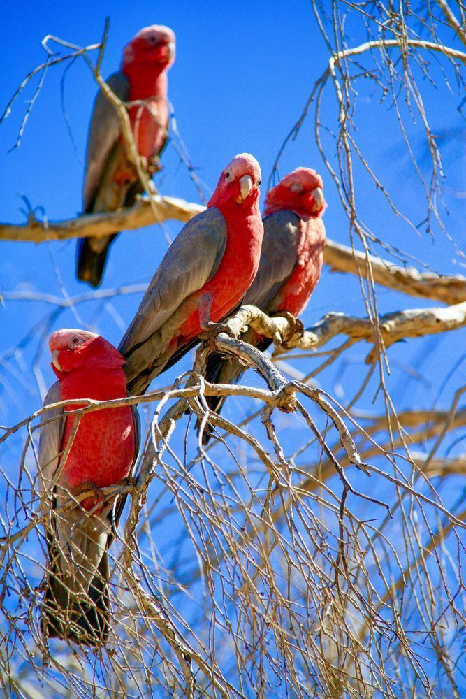 Pink And Grey Galahs Photography Art | Images by Simon