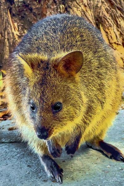 Quokka - Rottnest Island