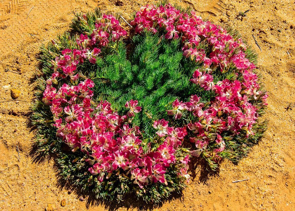 Wreath Flower Photography Art | Images by Simon