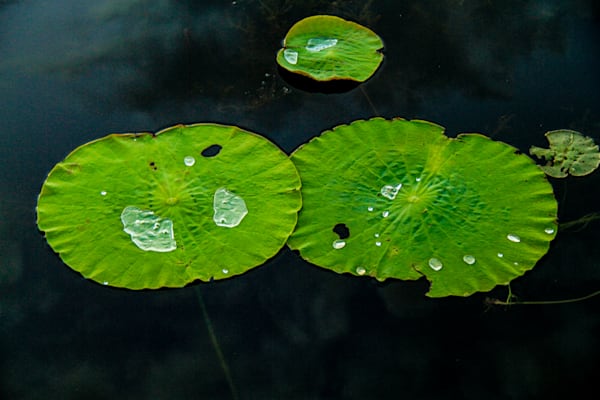 Water Droplets on Lotus Leaf Lotus Effect