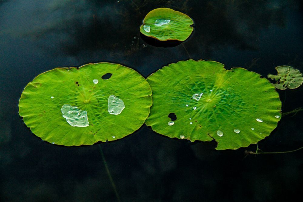 Water Droplets On Lotus Leaf Lotus Effect Photography Art | Images by Simon