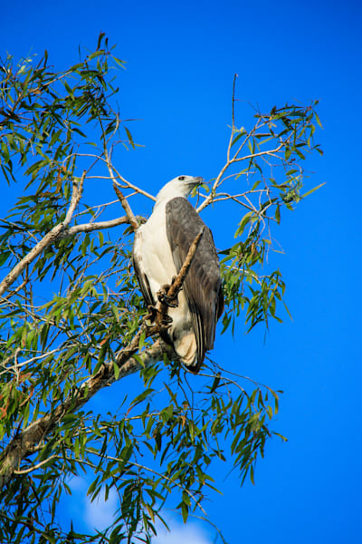 White-bellied Sea Eagle