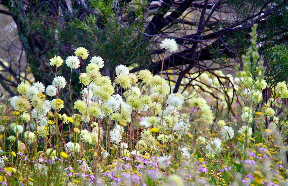 Wildflowers Wagga Wagga Station Yalgoo Photography Art | Images by Simon
