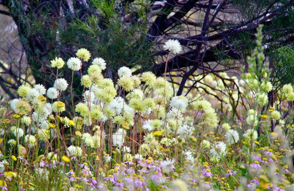 Wildflowers