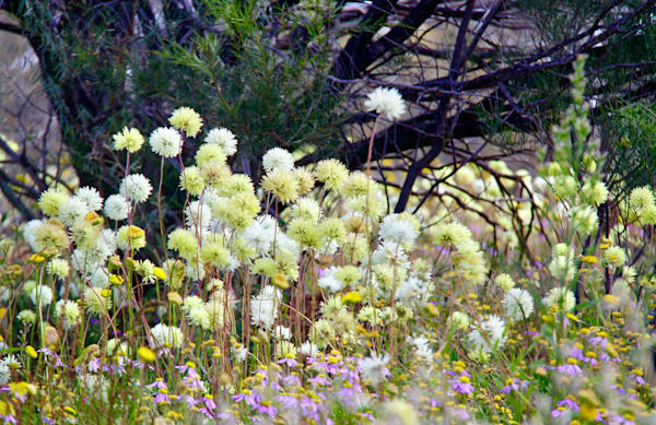 Wildflowers Wagga Wagga Station Yalgoo