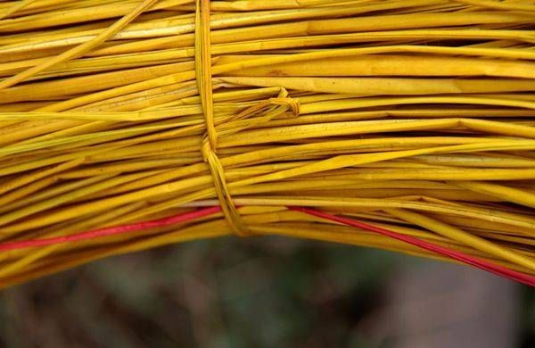 Tied up golden cane