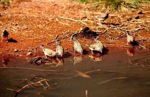 Zebra Finches - Wooleen Station
