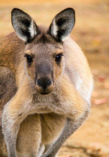 Young Western Red Kangaroo 1