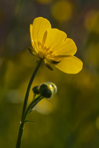 Buttercup Open