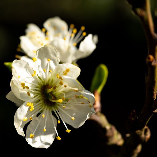 Wild Flowers