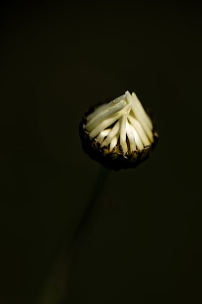 Grasped Fingers
