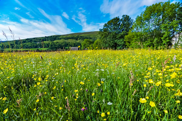 Swaledale Meadows