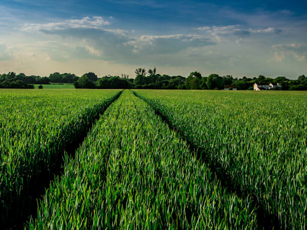 Spring Fields
