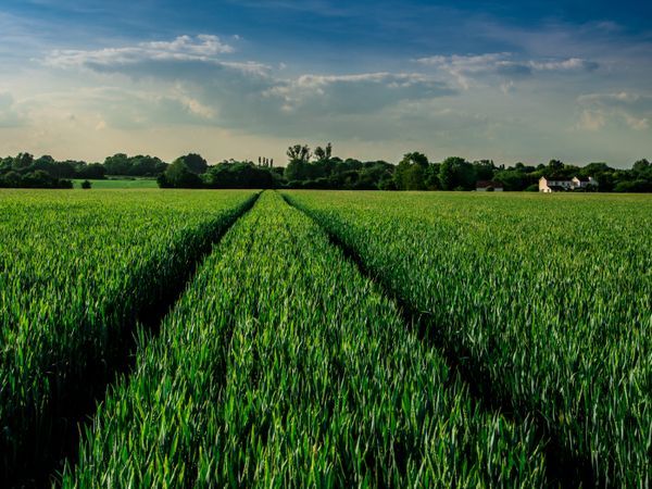 Landscape