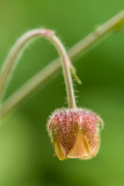 Water Avens