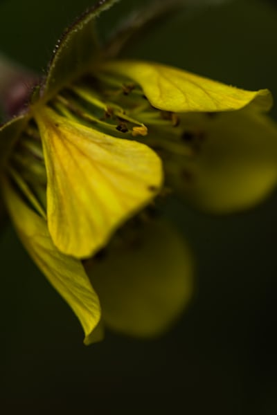 Wood Avens X