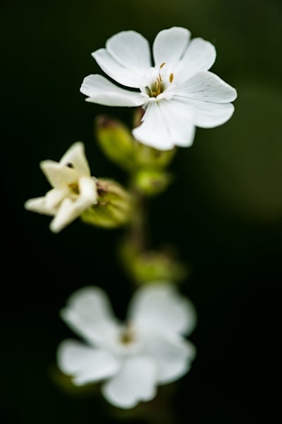 White Campion
