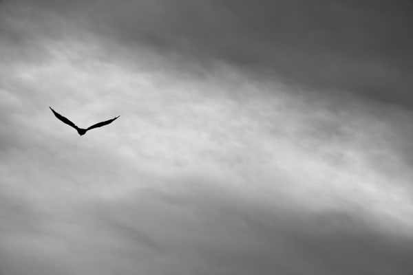 Sea Eagle Isle of Mull Scotland