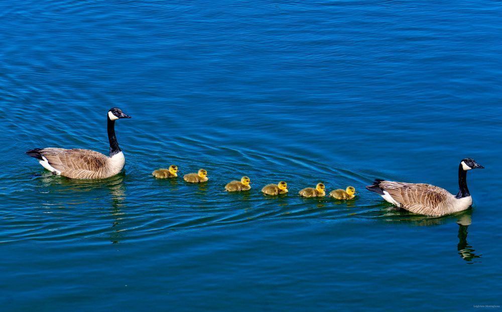 All In A Row Photography Art | LAM Images