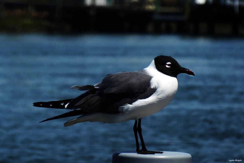 Two Color Gull Photography Art | LAM Images