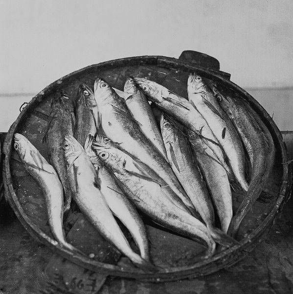 Bklyn Fish