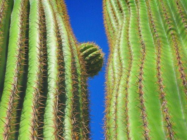 Cactus Tucson