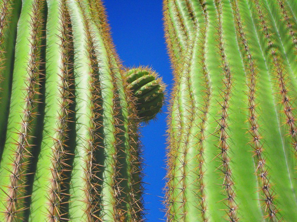Cactus Tucson Photography Art | LAM Images